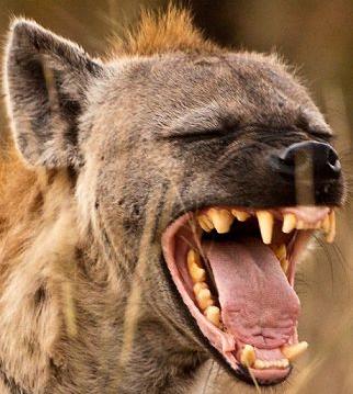 kekuatan gigitan hyena
